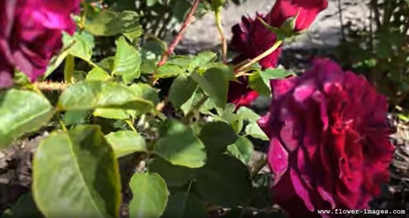 download humid bloom images