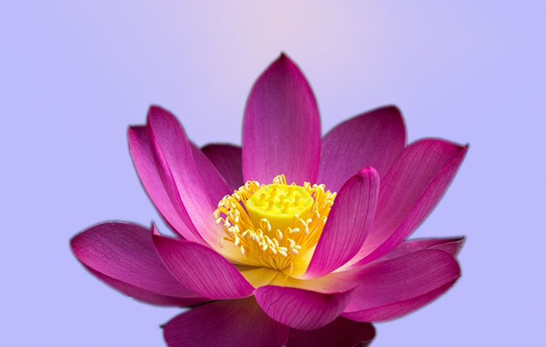 cute flowers images