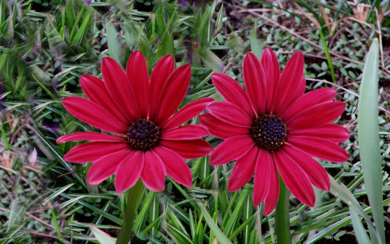 flowers images for love