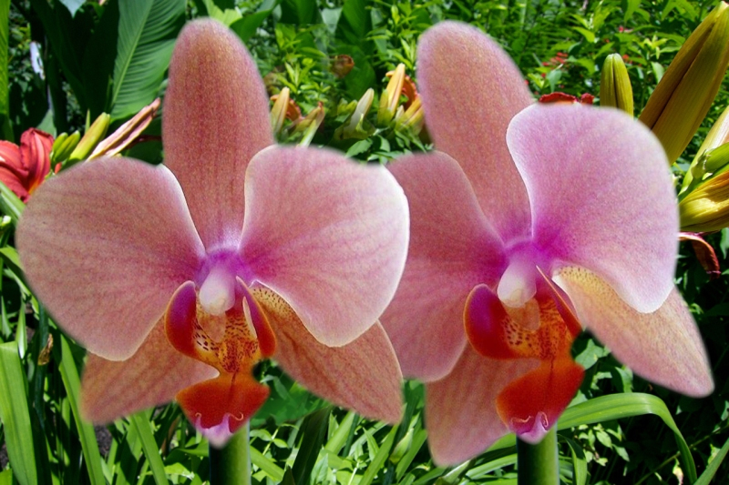 download images of flowers