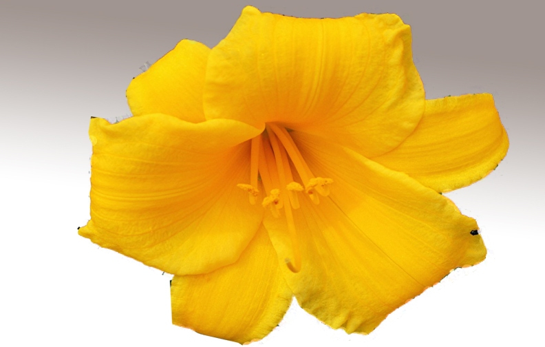 flowers photos free download