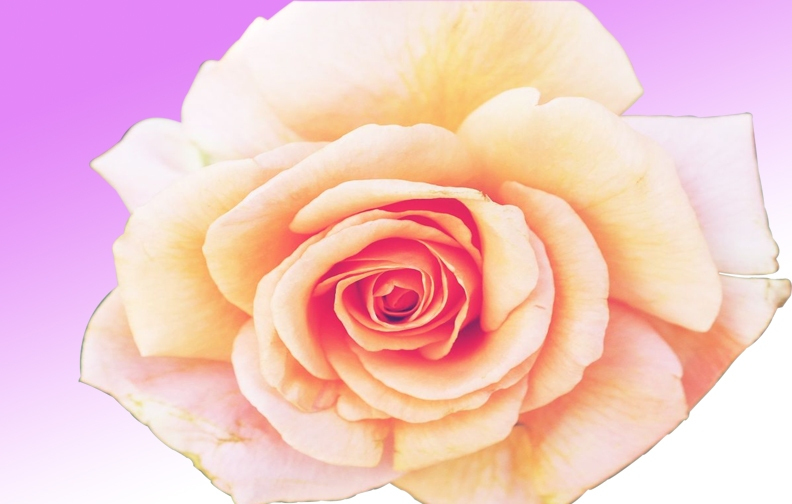 light pink 12