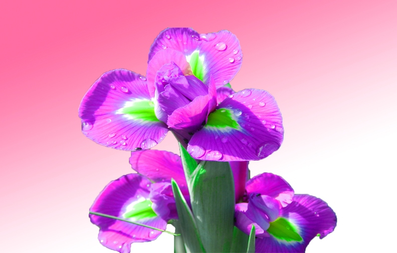 beautiful flowers images free downloads