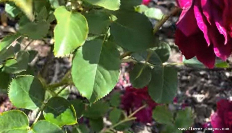 Growing blossom photos