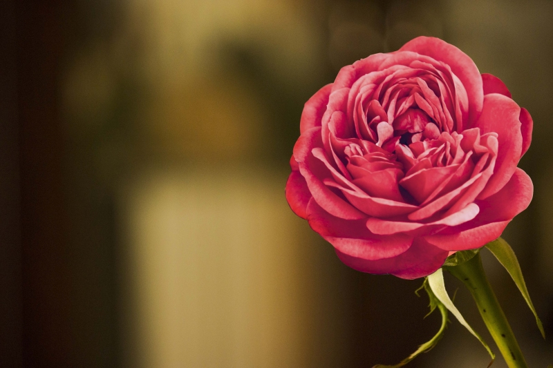 flower images free download for mobile