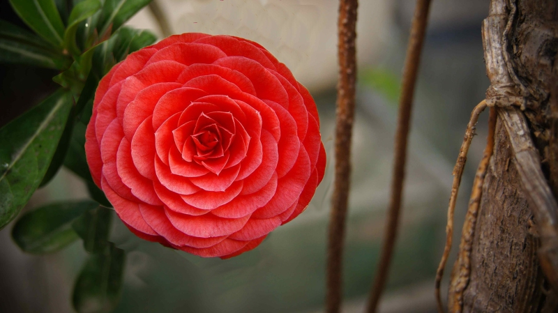 all flowers images