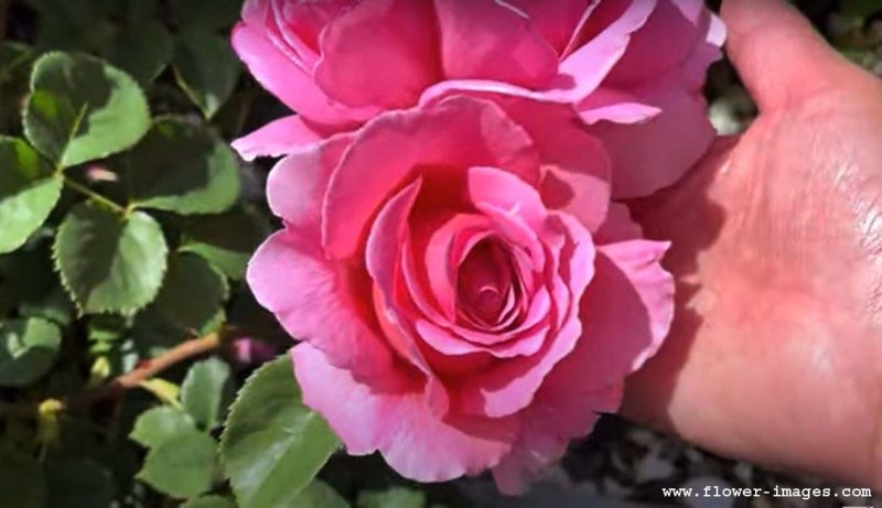 download lazy bloom images