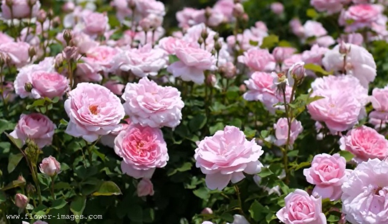 Redhot blossom photos