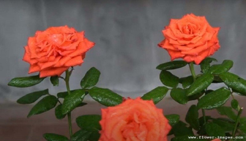 Magical bloom pics