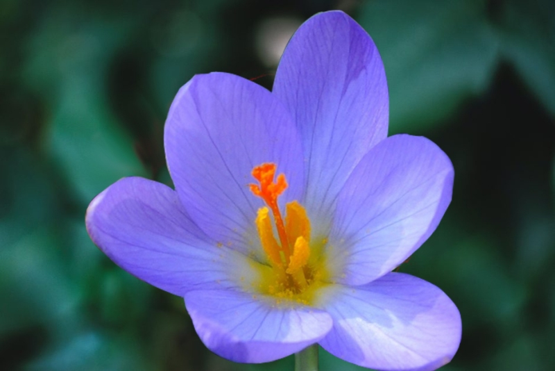 beautiful flower pictures download