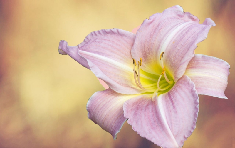 best flowers images