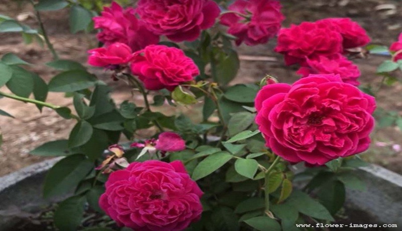 Leisurely bloom pics
