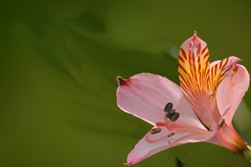 images of flowers free download