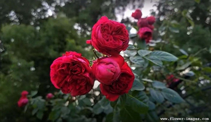 Humid blossom photos