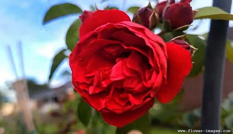 Hot blossom photos