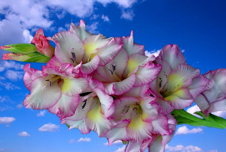 beautiful pictures of flowers free download