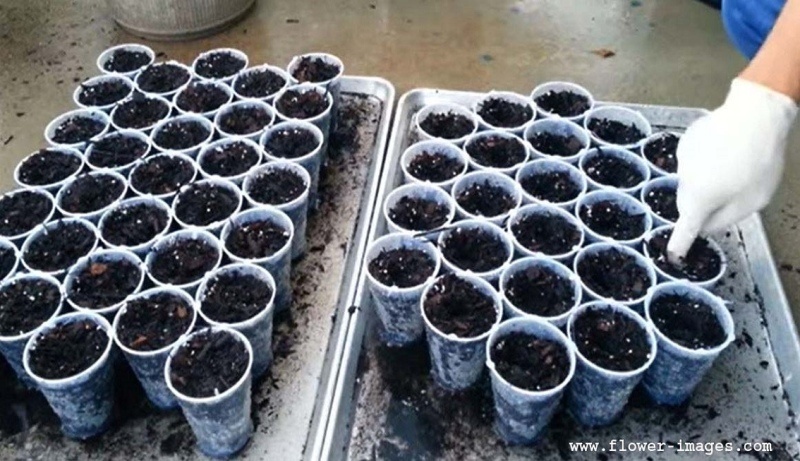 seedingin-3-copy