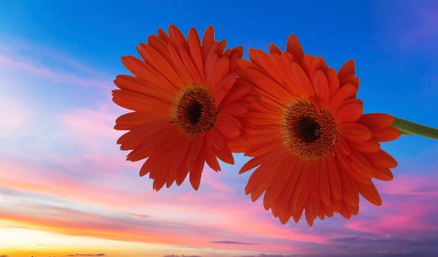 pretty flower pictures