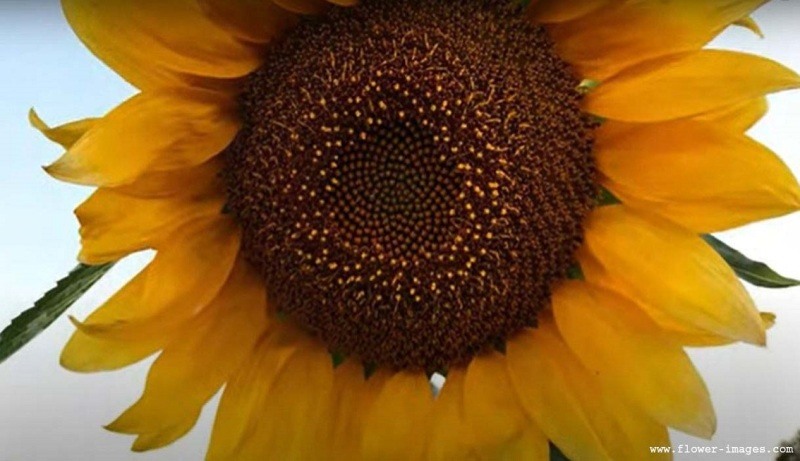 Natural bloom pics