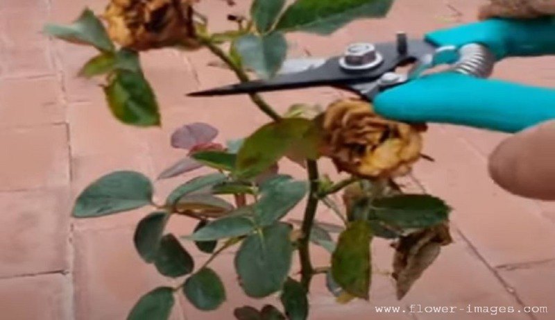 Tropical bloom images