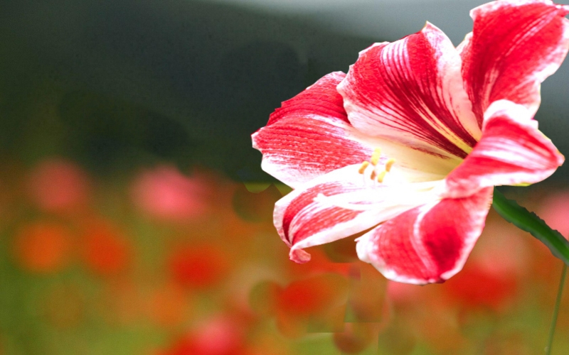 natural flowers images