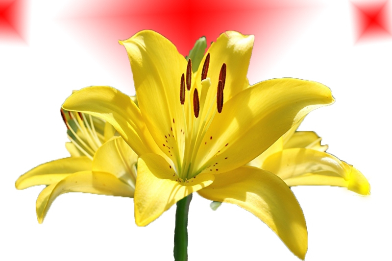 flowers photos download