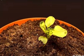 arise-plant-copy arise-plant-copy