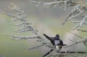bird-20 bird-20