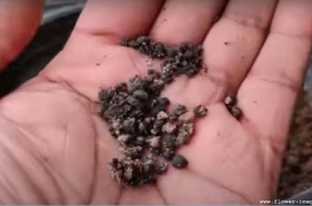 fertilizer-1-copy fertilizer-1-copy