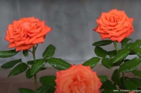 pink-rse-copy pink-rse-copy