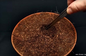 seedling-copy-1 seedling-copy-1