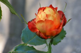 flowers photos download