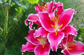 beautiful images of flowers beautiful images of flowers