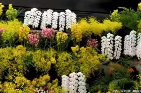 download hazy bloom images download hazy bloom images