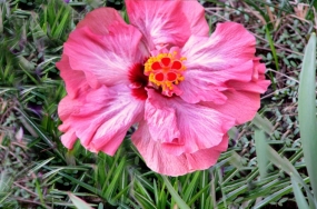 flower pictures flower pictures