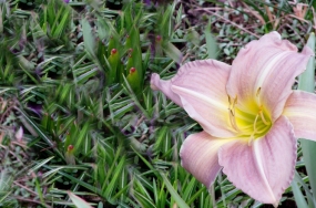 images of flowers images of flowers