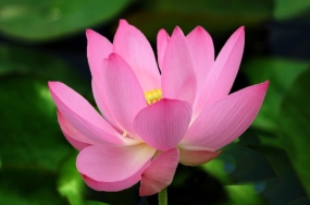 flowers photos flowers photos