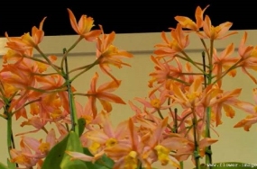 download green bloom images download green bloom images
