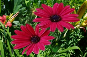 love flowers images love flowers images