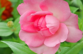 flower images flower images