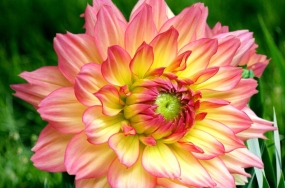 pictures of beautiful flowers pictures of beautiful flowers