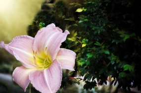 photo flower photo flower