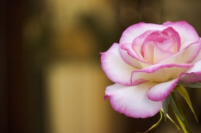 beautiful flowers pics beautiful flowers pics
