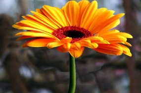 flowers images download