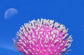 images flowers images flowers
