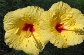 flowers download flowers download