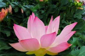 flowers pics flowers pics
