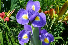 beautiful flowers photos beautiful flowers photos
