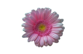 flowers pictures download flowers pictures download