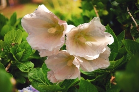 flower images free download flower images free download